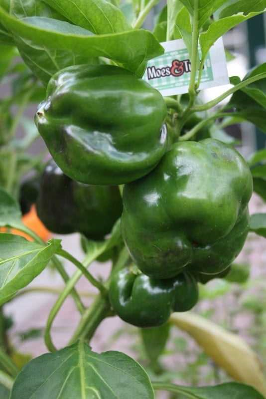 Koop nu je eigen paprikaplantjes en geniet van verse paprika's uit eigen tuin!