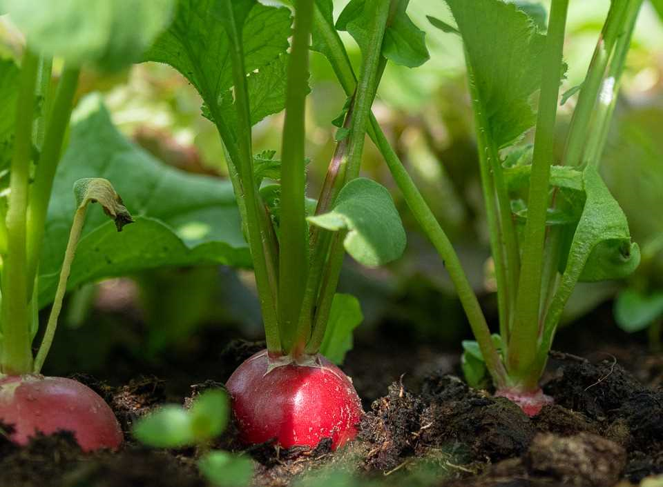 Hoe radijs binnen te kweken - tips en tricks voor een succesvolle oogst