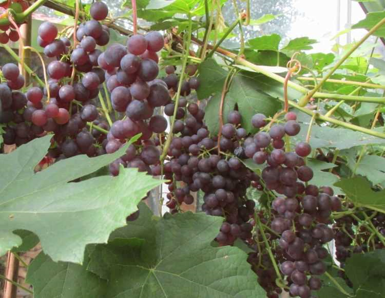 Effectieve methoden om meeldauw op druiven te bestrijden en de oogst te beschermen