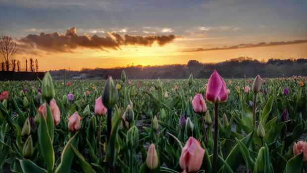 Pluktuin Noordwijk - een kleurrijke bloementuin om zelf bloemen te plukken