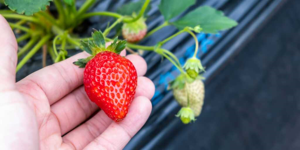 Luis aardbeienplant - tips voor het voorkomen en bestrijden van luis op aardbeienplanten