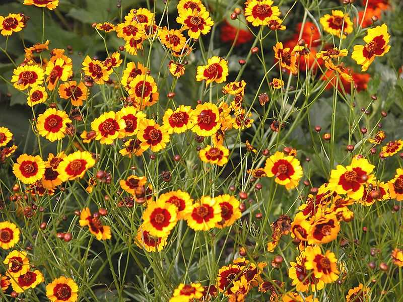 Meisjesogen zaaien - de betoverende schoonheid van bloemen in de tuin