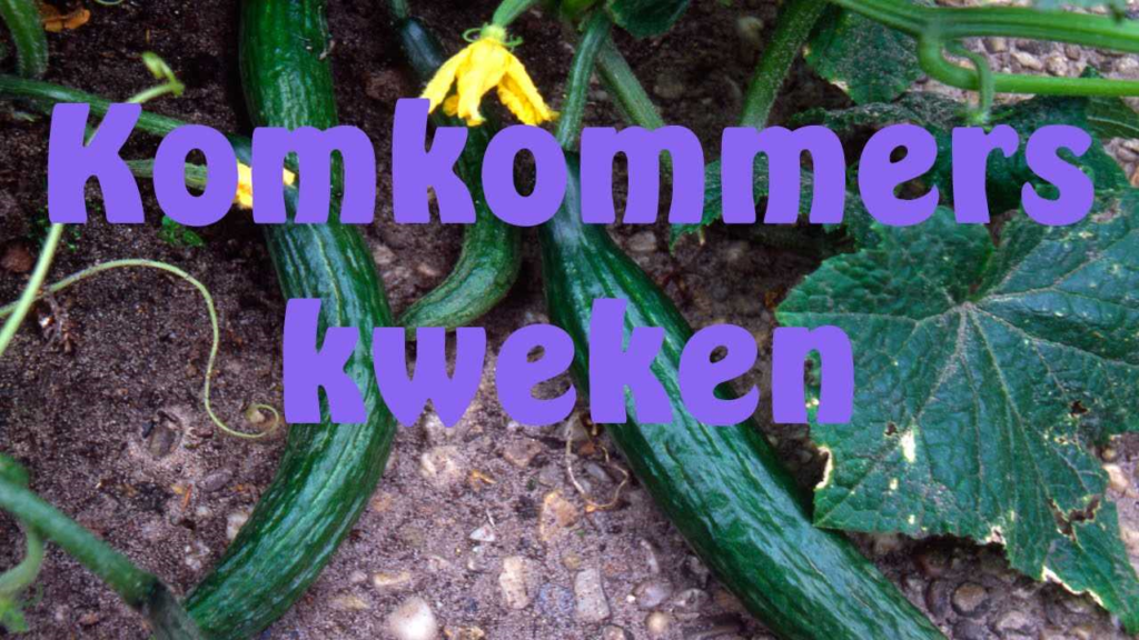 Komkommer toppen - de ultieme gids voor het kweken en verzorgen van komkommers