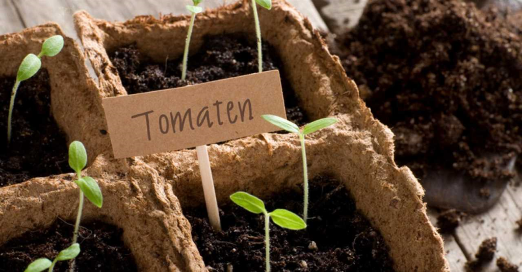 Tomaten zaailingen - tips voor het kweken van gezonde en sterke tomatenplanten