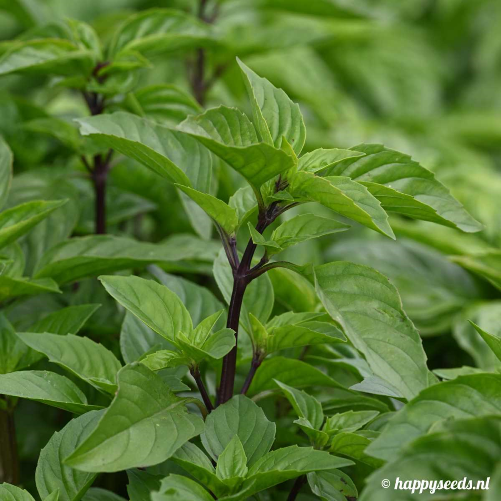 Thaise basilicum planten - tips voor het kweken van deze aromatische kruiden in uw eigen tuin