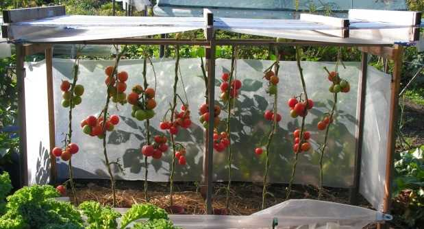 Tomaten kweken in kas - tips en tricks voor een succesvolle oogst