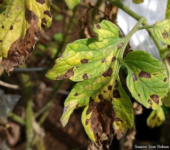 Meeldauw tomatenplant - oorzaken, symptomen en effectieve behandelingen