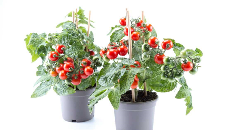Pot tomaat - alles wat je moet weten over het kweken en verzorgen van tomaten in potten