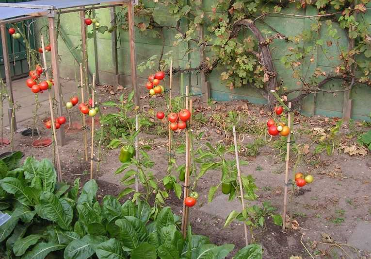 Wanneer moet je tomaten planten? Een gids voor het kweken van tomaten