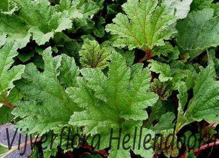 Reuzenblad plant - een indrukwekkende verschijning in de tuin