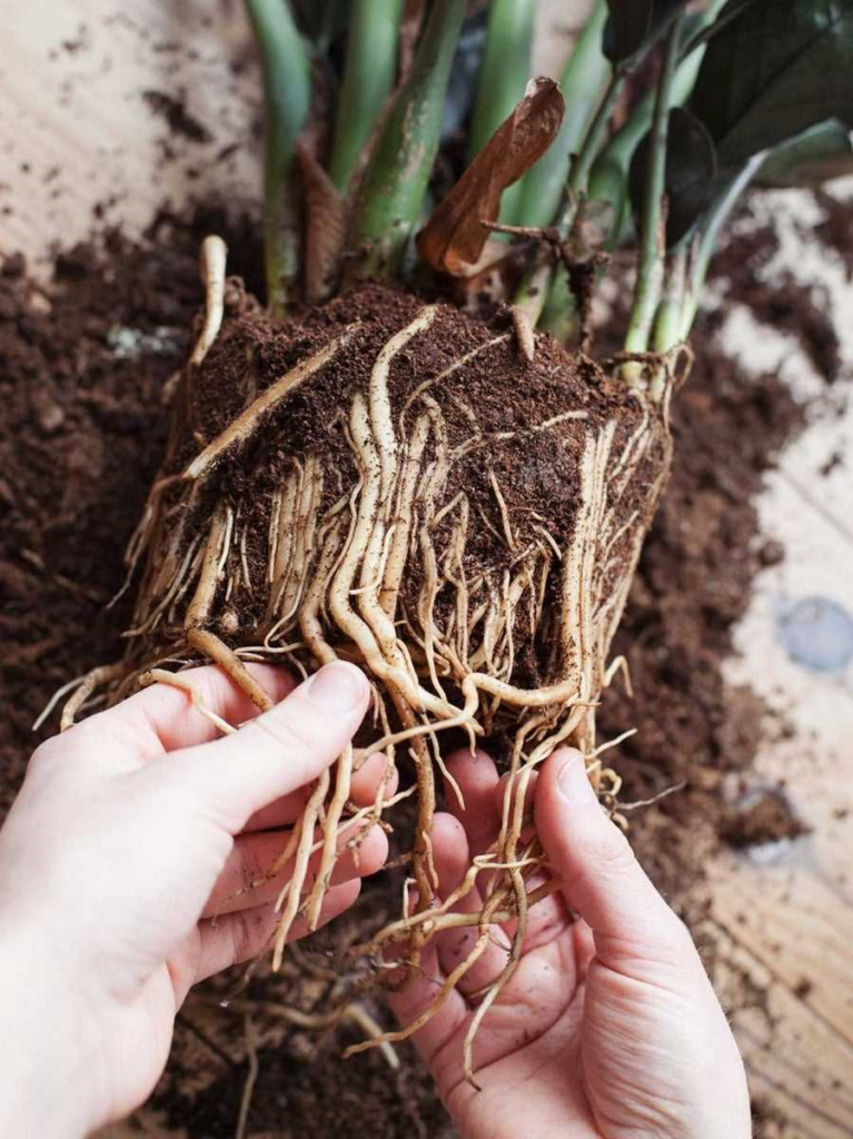 Ompotten plant - tips en stappen voor succesvol verpotten van je kamerplant