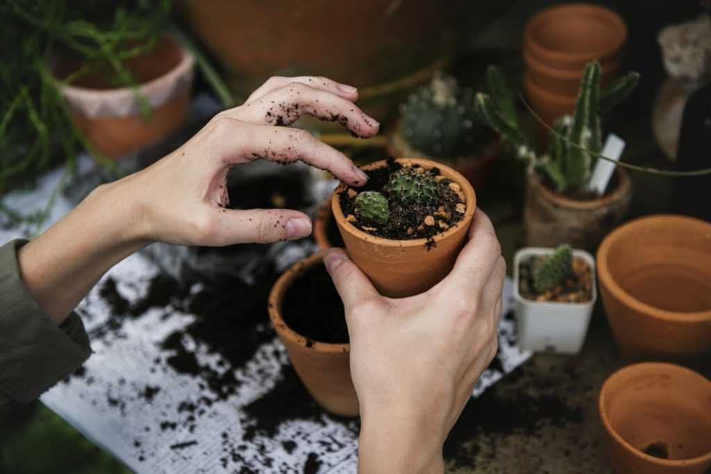Wanneer is het tijd om planten te verpotten?