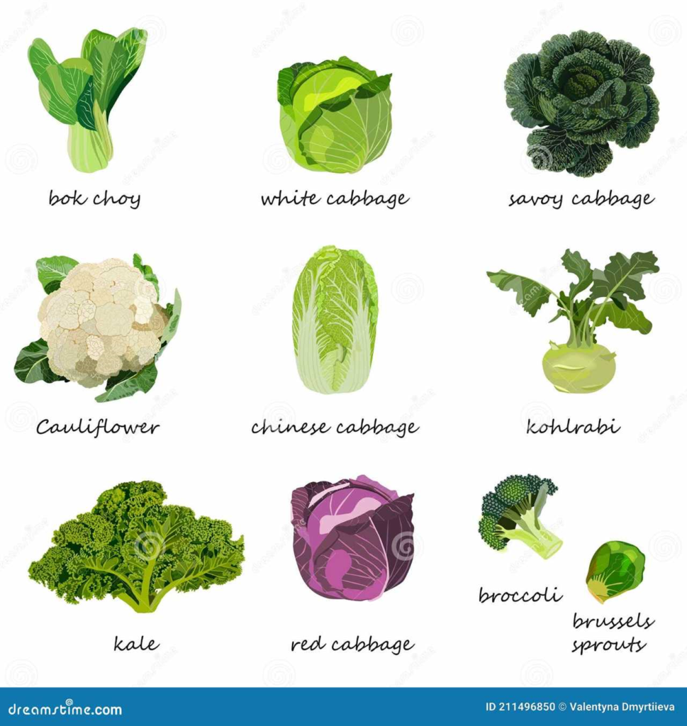 Soorten broccoli - ontdek de verschillende variëteiten van deze gezonde groente