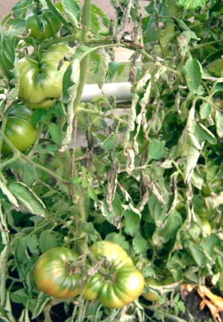 Tomaten met zwarte vlekken - oorzaken, symptomen en behandeling