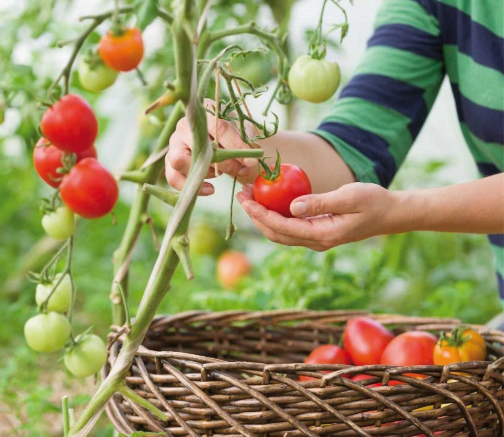 Tomaat stok - alles wat je moet weten over het kweken en verzorgen van tomaten op een stok
