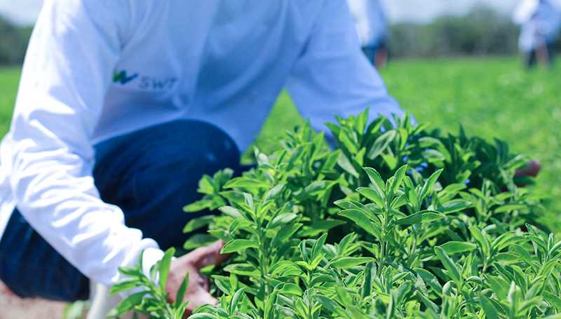 Stevia plantage - alles wat je moet weten over het verbouwen van stevia