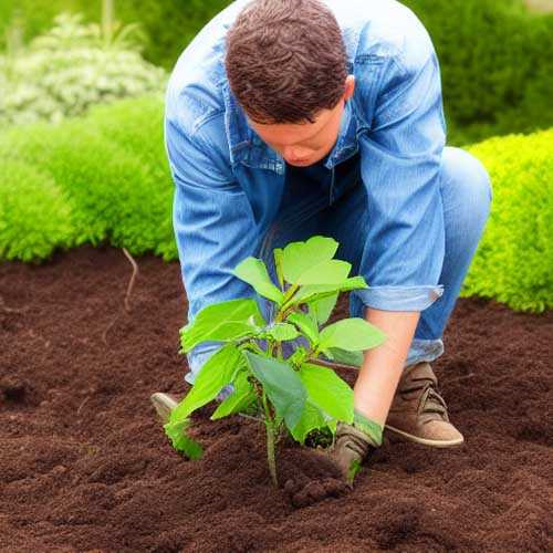 Plantjes verplanten - tips en tricks voor een succesvolle verplaatsing van je planten