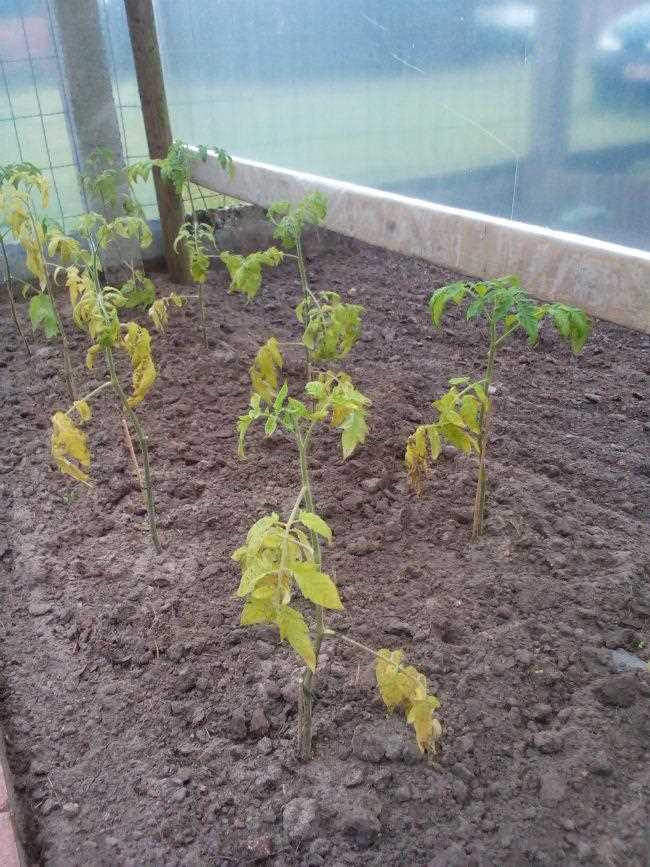 Tomatenplant verandert van kleur naar geel