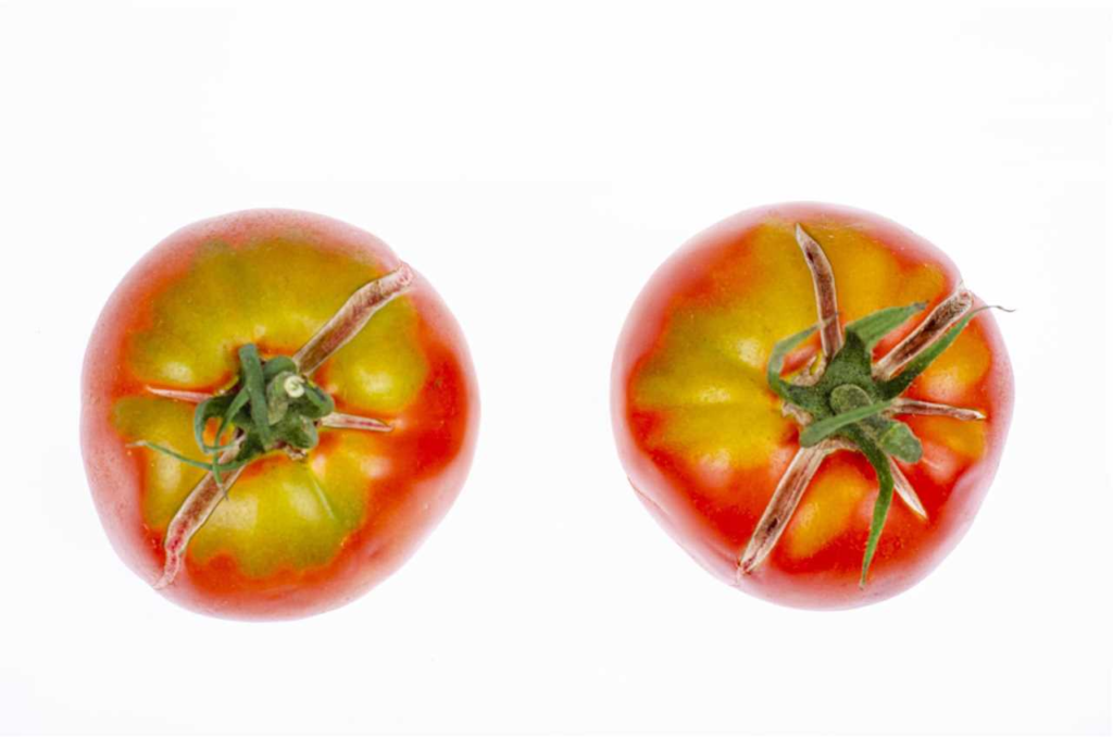 Tomaten barsten - hoe voorkom je dat je tomaten barsten?