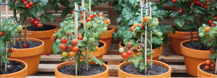 Tomaten kweken binnen - tips en trucs voor een succesvolle oogst in huis