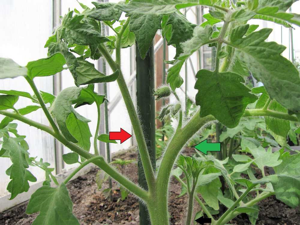 Waarom tomaten dieven - de voordelen en technieken van het verwijderen van zijtakken