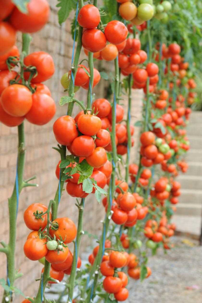Tomaten plant - alles wat je moet weten over het kweken en verzorgen van tomaten