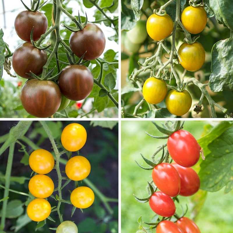Tomaten klein - alles wat je moet weten over kleine tomaten