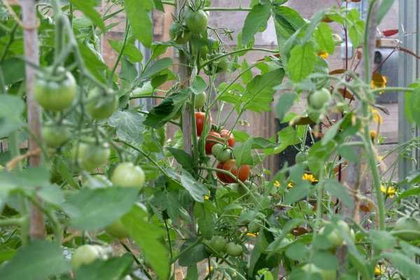 Wanneer is het beste moment om tomaten te plukken? Tips en richtlijnen voor een optimale oogst