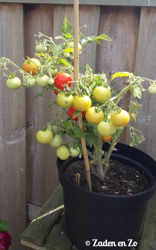 Tiny tim tomaat - een kleine, maar smaakvolle tomaat voor in de tuin