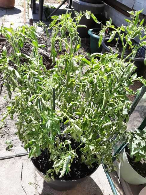 Tomatenplant hangt slap - oorzaken, gevolgen en oplossingen
