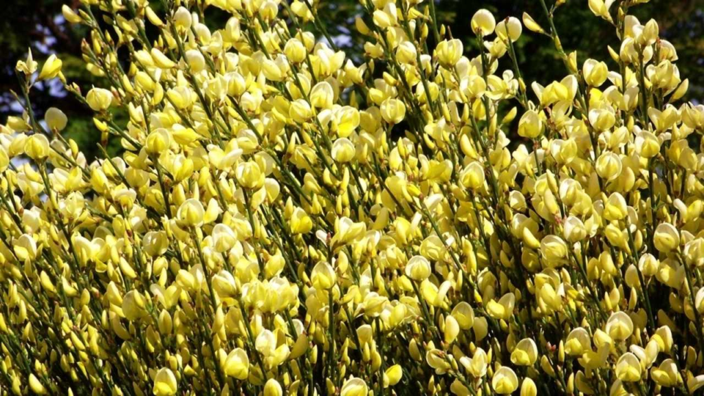 Vlinderbloemenfamilie geel - een kleurrijke en betoverende bloemenpracht