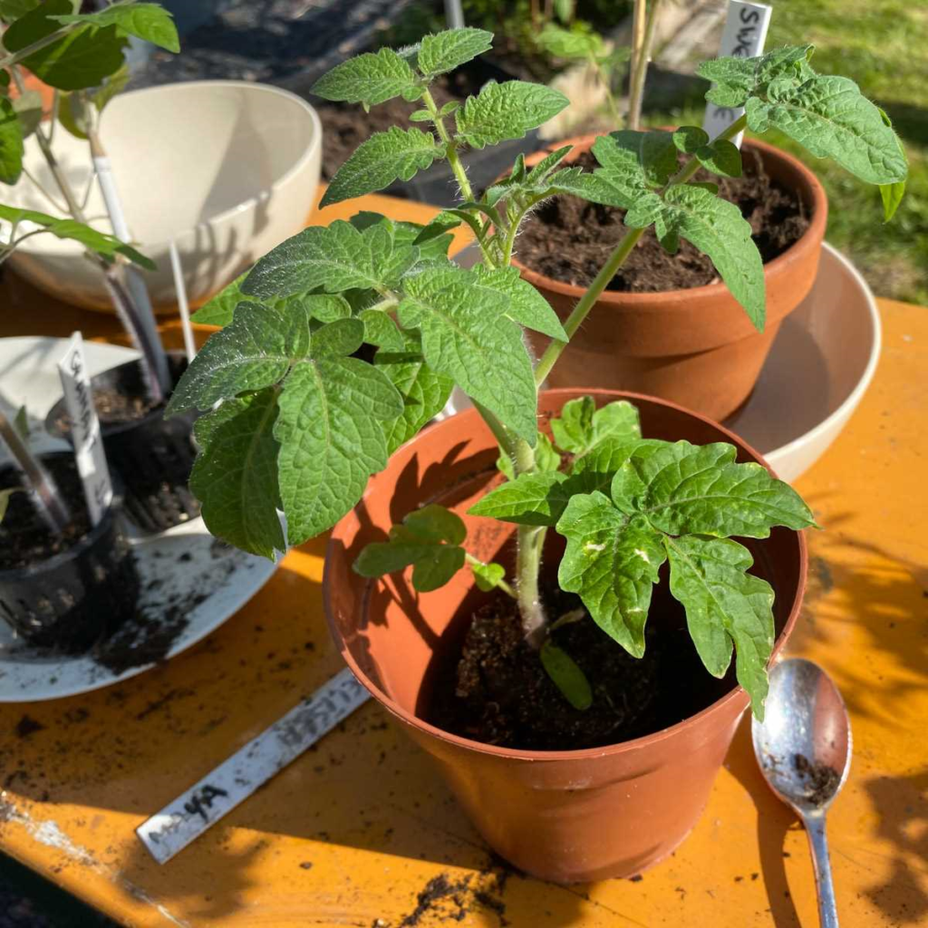Tomaten stekjes verplanten - tips en trucs voor een succesvolle overplanting