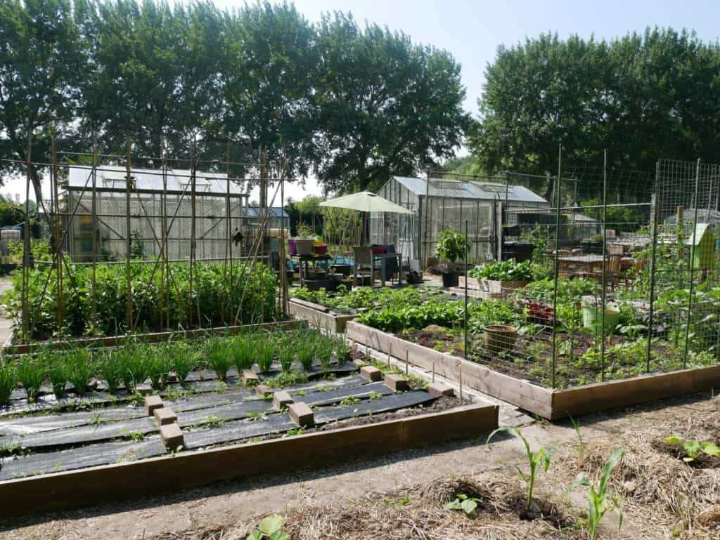 Volkstuin kas - alles wat je moet weten over het kweken van groenten en fruit in je eigen tuinkas