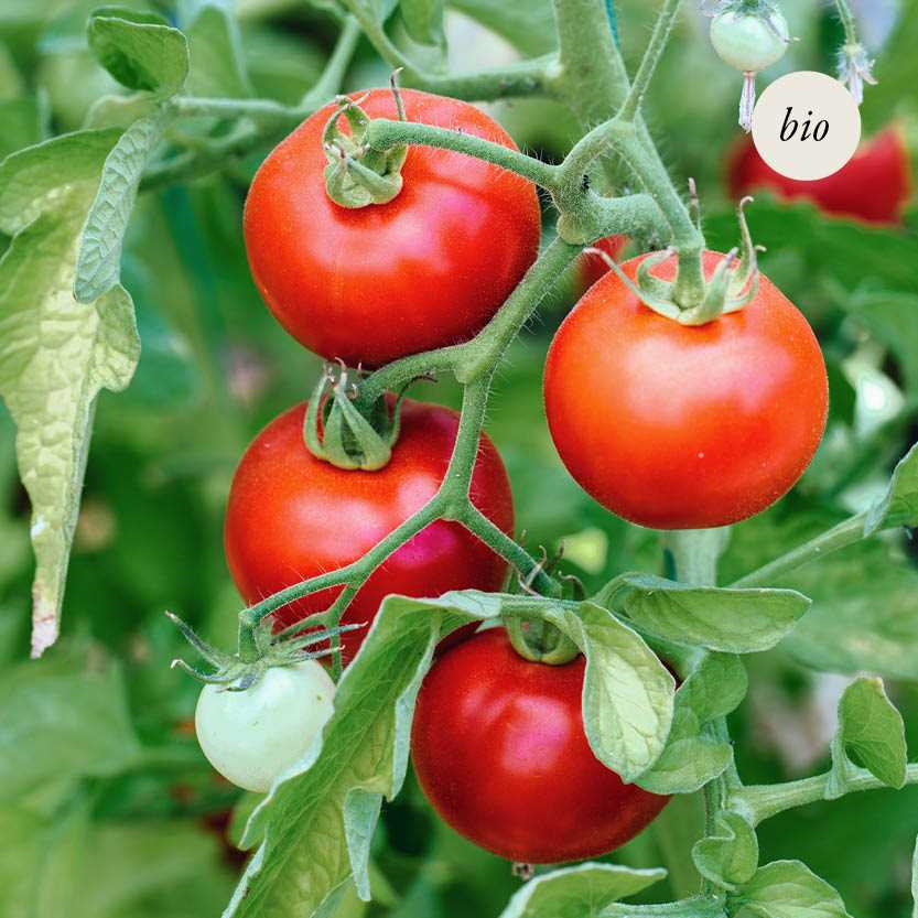 Trostomaat plant - alles wat je moet weten over deze smakelijke tomatensoort