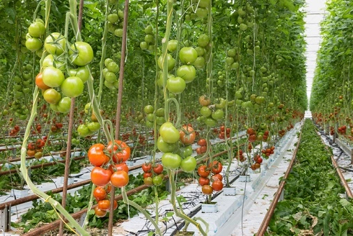 Tomatenplant stokken - alles wat je moet weten over het ondersteunen van tomatenplanten