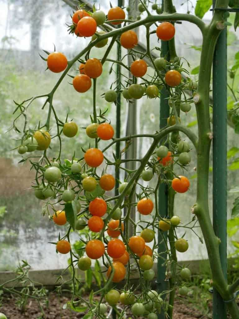 Snoeptomaatjes planten - tips voor een succesvolle teelt van zoete cherrytomaten