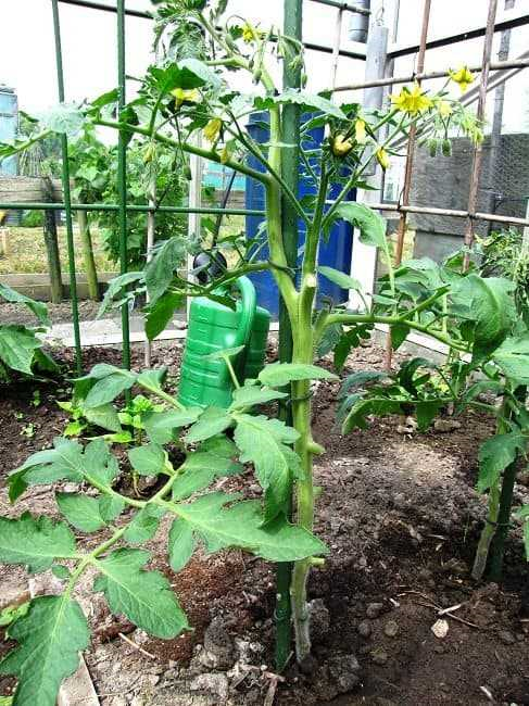 Verzorging van tomatenplanten in een pot - tips en advies voor een succesvolle teelt