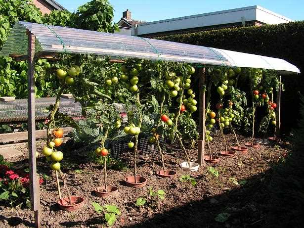 Tomaten planten in volle grond - tips en tricks voor een succesvolle oogst