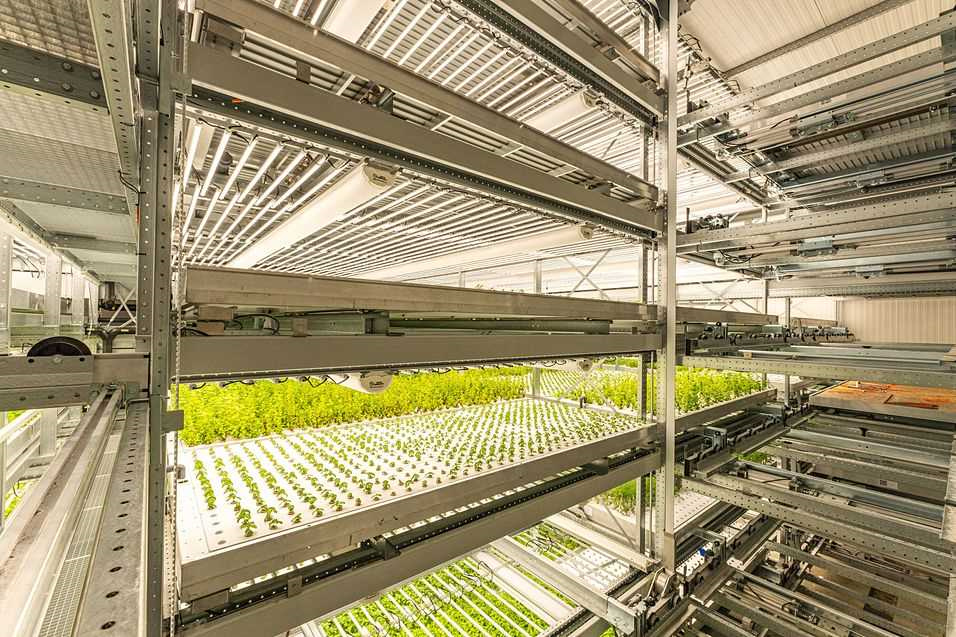 Logiqs verticale landbouw - de toekomst van duurzame voedselproductie