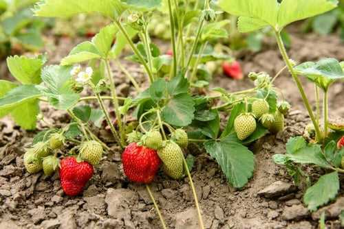 Verse en smaakvolle Welkoop aardbeien - geniet van de zomerse zoetheid!