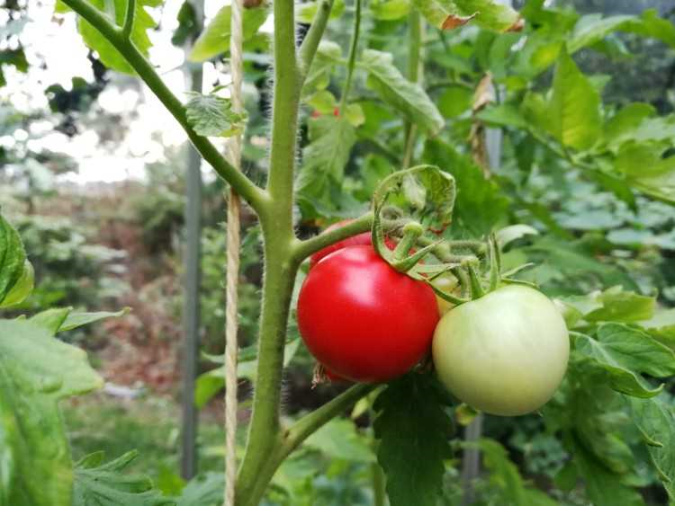 Tomatenplant winterklaar maken - tips voor een succesvolle overwintering