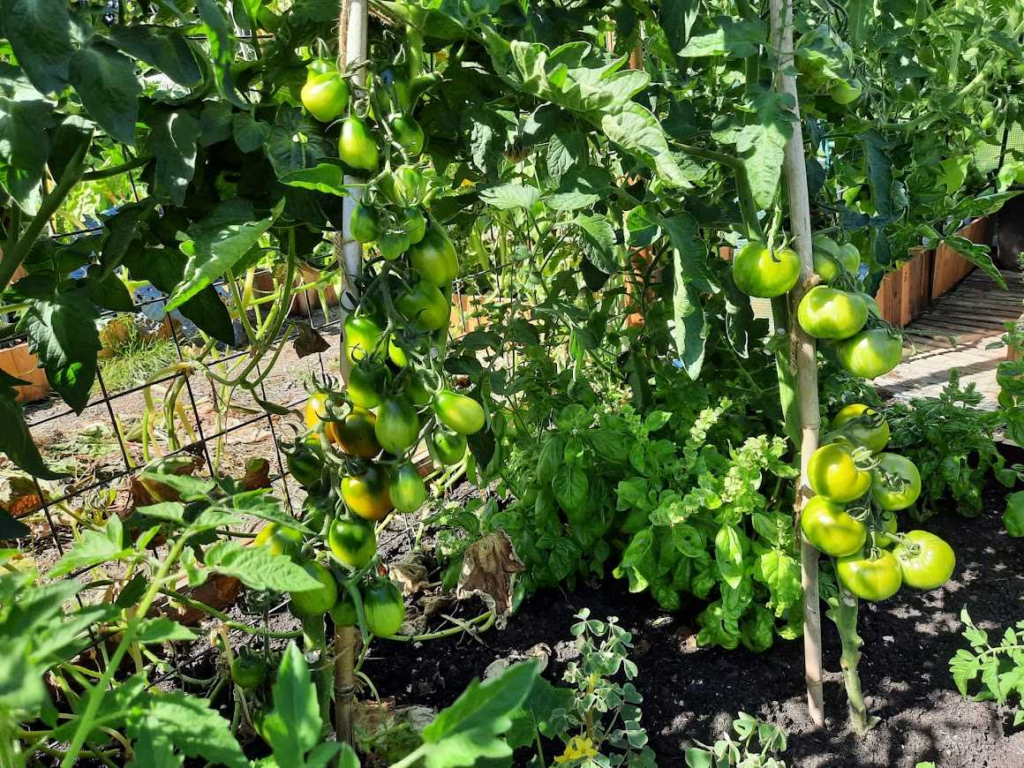 Wanneer tomaten buiten planten